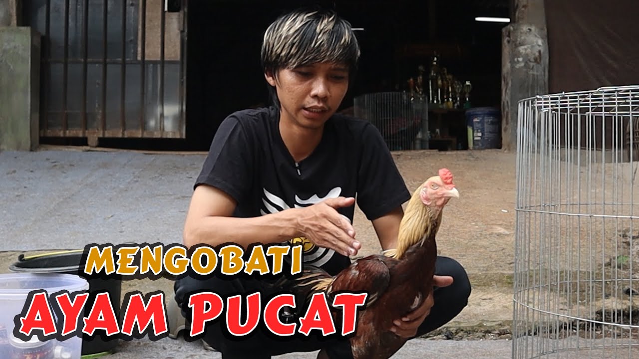 Blush On Bulu Ayam Sakti Kuning yang Terkubur: Rahasia Kecantikan Kuno yang Terungkap Kembali
